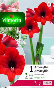 Amaryllis Hippeastrum Rouge (x1)